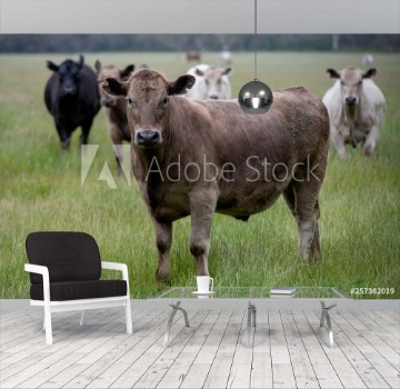 Picture of Angus Cattle grazing in Austrlia